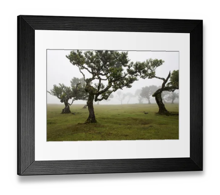 Framed Print : Laurel trees overgrown with moss and plants in the mist Framed Print : Laurel trees overgrown with moss and plants in the mist