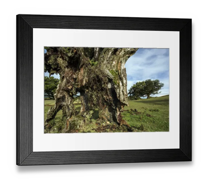 Framed Print : Weathered trunk of an old laurel tree Framed Print : Weathered trunk of an old laurel tree