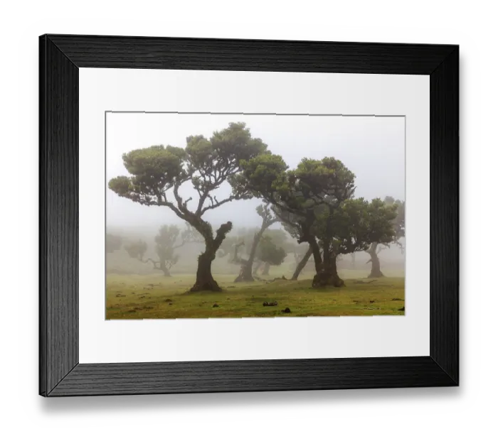 Framed Print : Old laurel trees in the mist, stinkwood (Ocotea foetens)
