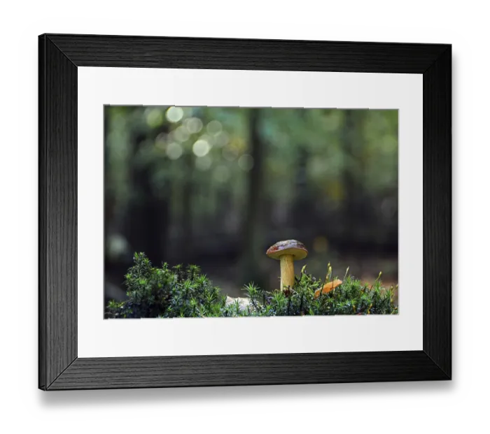 Framed Print : Boletus (Boletaceae) in the forest Framed Print : Boletus (Boletaceae) in the forest