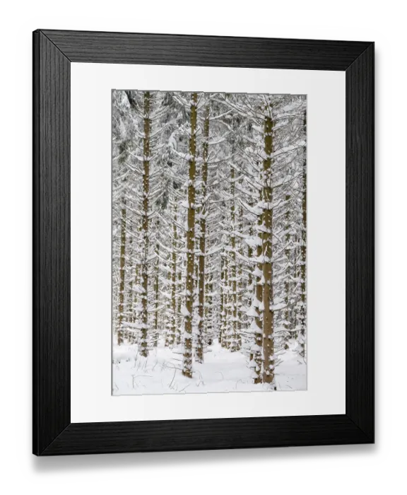 Framed Print : Snow-covered tree trunks in the forest Framed Print : Snow-covered tree trunks in the forest