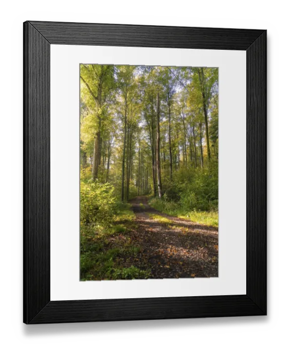 Framed Print : Long forest path surrounded by trees under warm sunlight