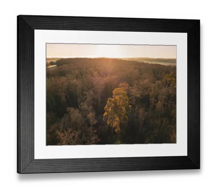 Framed Print : Single glowing tree in the sunset in the middle of a forest seen from the air Framed Print : Single glowing tree in the sunset in the middle of a forest seen from the air