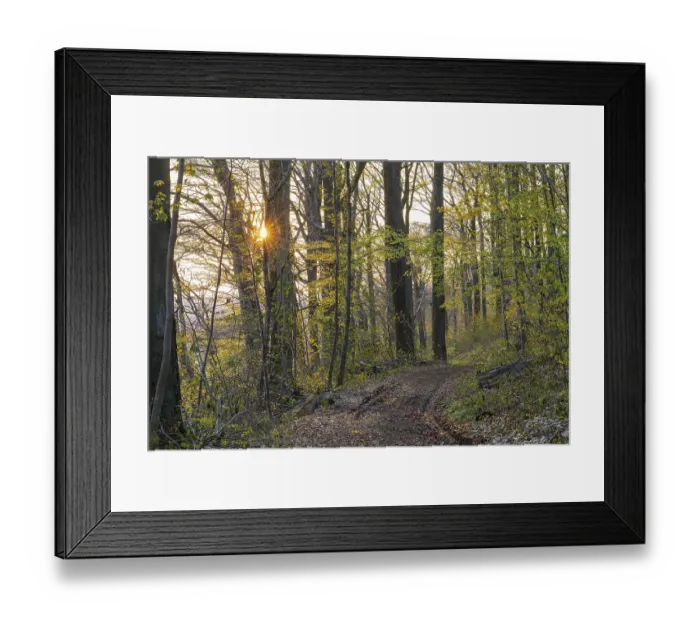 Framed Print : Morning sun on a path through the forest in the Maylust nature reserve