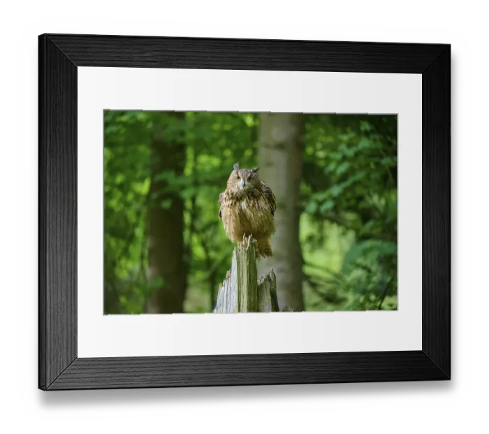 Framed Print : Eurasian eagle-owl (Bubo bubo) Framed Print : Eurasian eagle-owl (Bubo bubo)