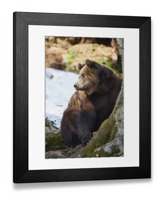 Framed Print : Brown bear (Ursus arctos) in snow Framed Print : Brown bear (Ursus arctos) in snow