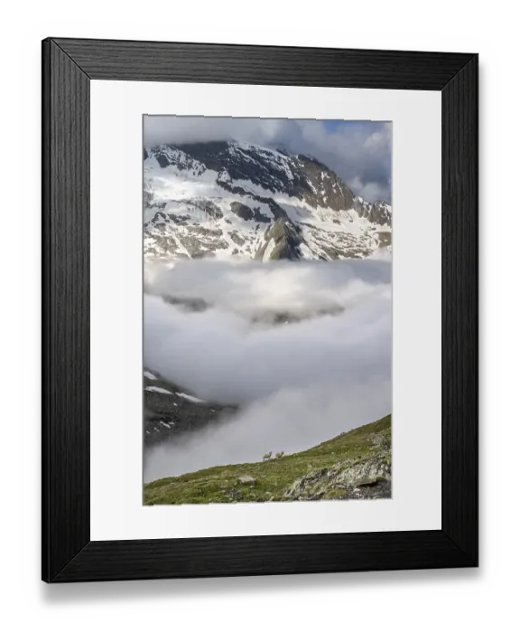 Framed Print : Two sheep on a mountain meadow in front of a mountain landscape