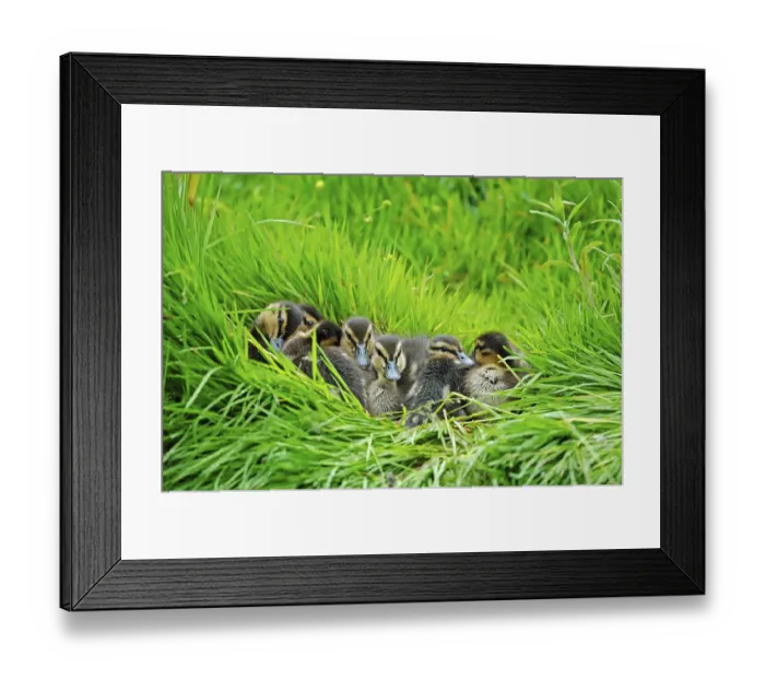 Framed Print : Mallard (Anas platyrhynchos) ducklings