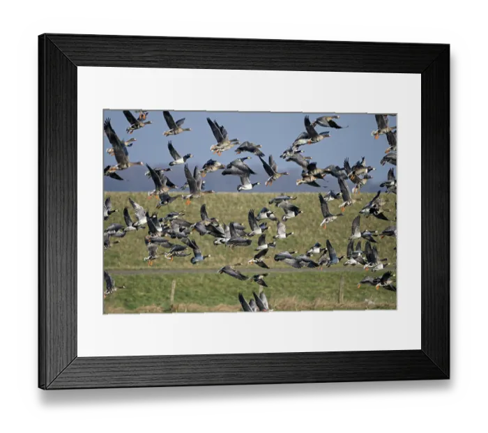Framed Print : Greater white-fronted goose (Anser albifrons) and barnacle goose (Branta leucopsis)