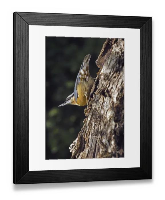Framed Print : Eurasian nuthatch (Sitta europaea) foraging on tree trunk in forest Framed Print : Eurasian nuthatch (Sitta europaea) foraging on tree trunk in forest