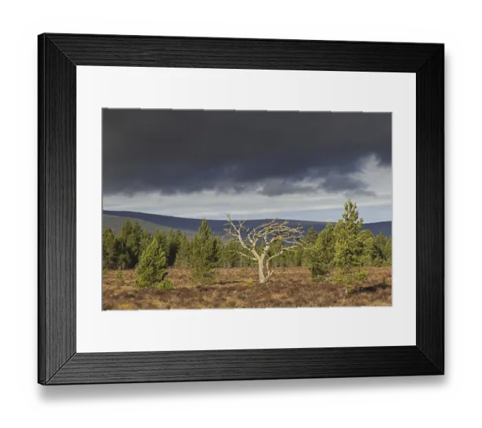 Framed Print : Dead Scots pine (Pinus sylvestris) tree in moorland Framed Print : Dead Scots pine (Pinus sylvestris) tree in moorland