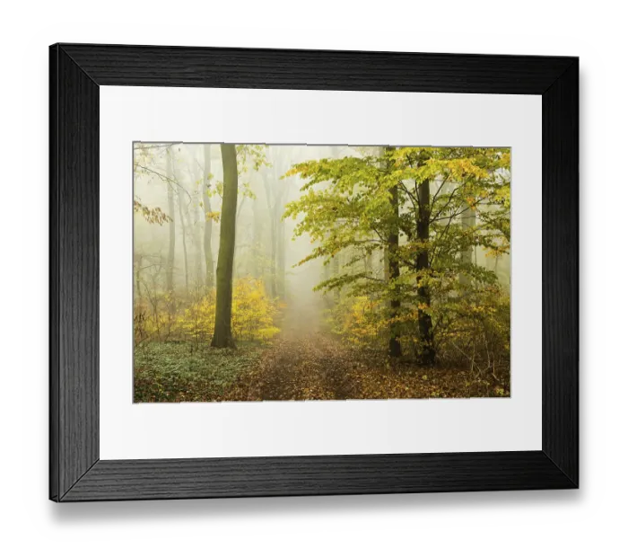 Framed Print : Hiking trail through beech forest in autumn