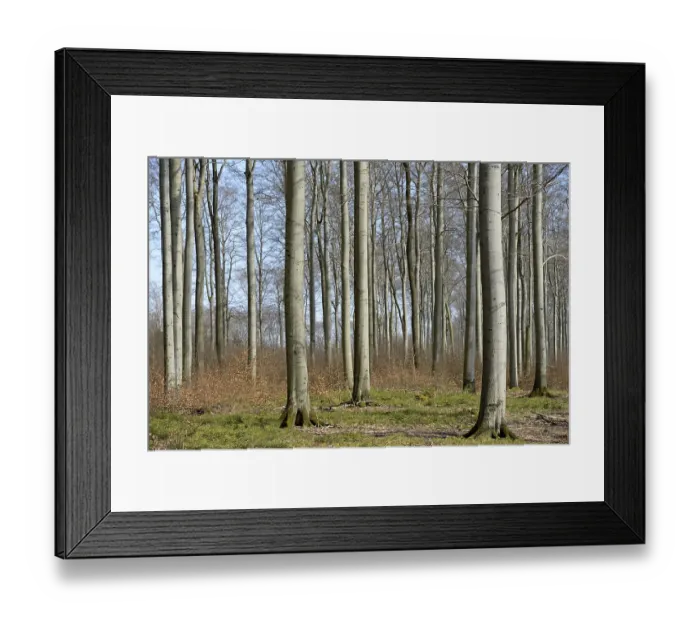 Framed Print : Deciduous forest, bare copper beech (Fagus sylvatica)