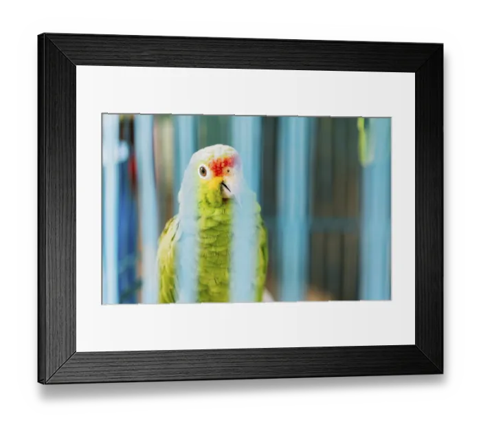 Framed Print : Portrait of Autumnal Amazon Parrot