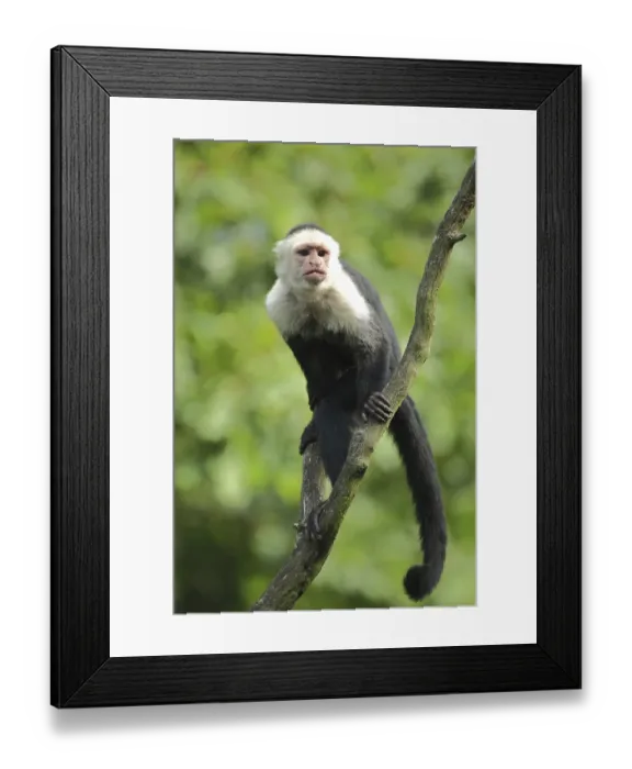 Framed Print : White-headed capuchin (Cebus capucinus) Framed Print : White-headed capuchin (Cebus capucinus)