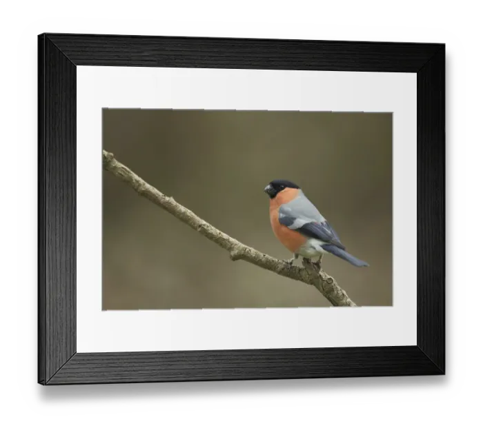 Framed Print : Male eurasian bullfinch (Pyrrhula pyrrhula) in Bad Schoenborn Framed Print : Male eurasian bullfinch (Pyrrhula pyrrhula) in Bad Schoenborn