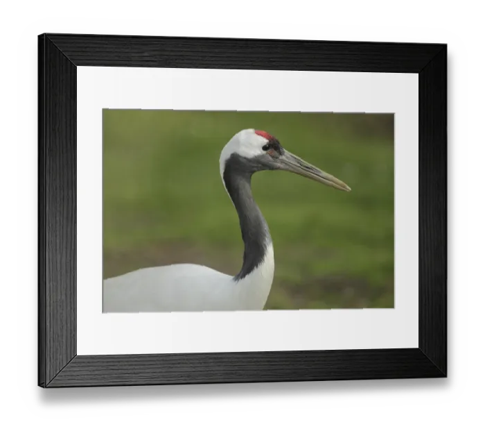 Framed Print : Red-crowned crane (Grus japonensis) Framed Print : Red-crowned crane (Grus japonensis)