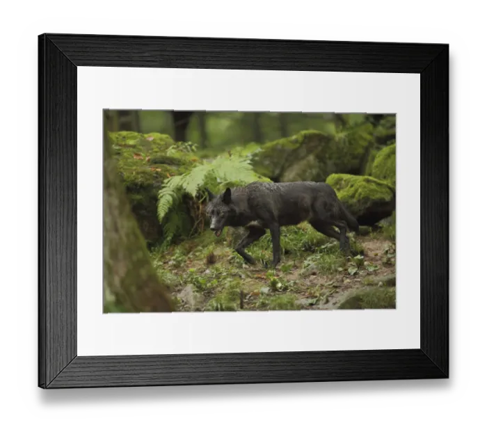 Framed Print : Western mackenzie valley wolf (Canis lupus occidentalis)