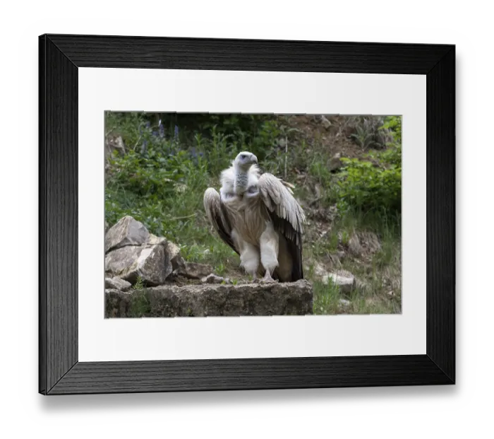 Framed Print : Griffon Vulture (Gyps fulvus), Bad Mergentheim Nature Park Framed Print : Griffon Vulture (Gyps fulvus), Bad Mergentheim Nature Park
