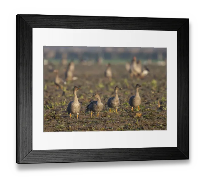 Framed Print : Bean goose (Anser fabalis), Texel, Netherlands