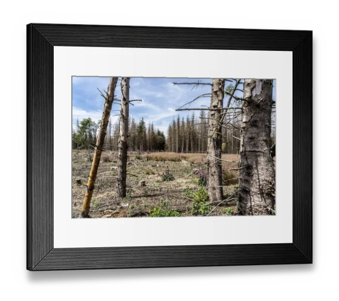 Framed Print : Cleared forest in the Eggegebirge