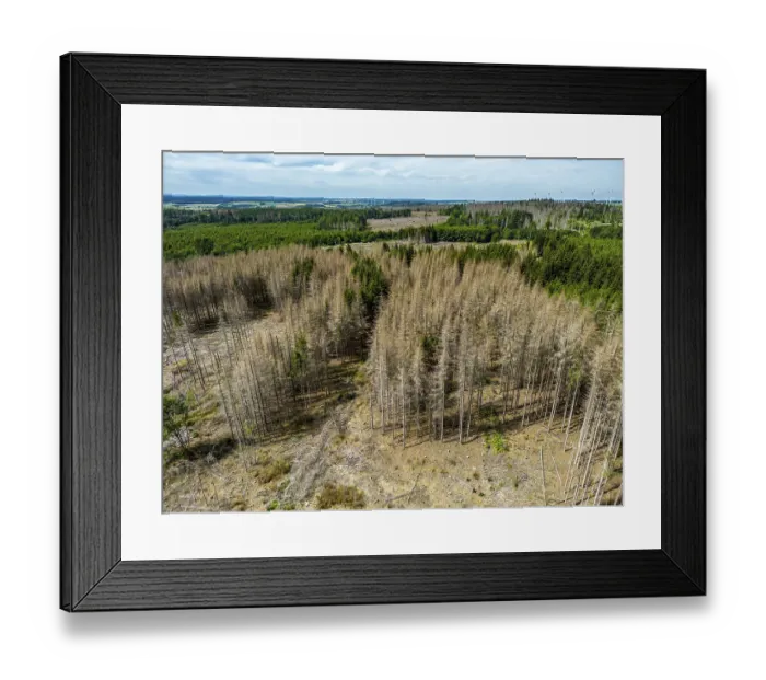 Framed Print : Cleared forest in the Eggegebirge