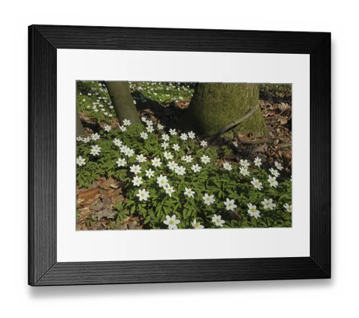 Framed Print : Wood anemone (Anemone nemorosa) in deciduous forest