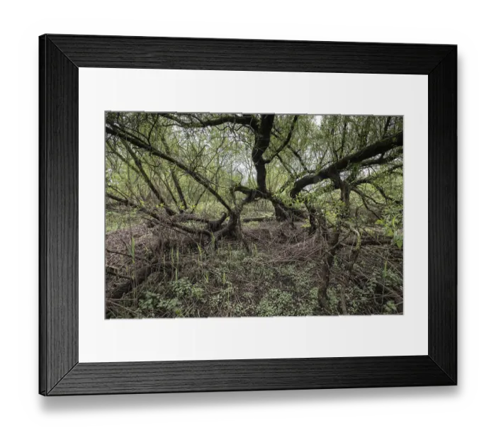 Framed Print : Old willows (Salix alba) in the quarry forest Framed Print : Old willows (Salix alba) in the quarry forest