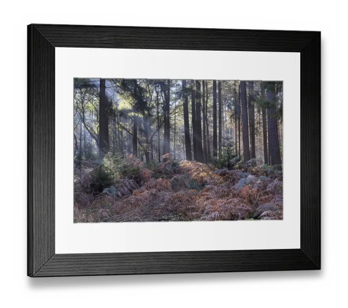Framed Print : Bracken fern (Pteridium aquilinum) in a light-flooded spruce forest (Picea abies)