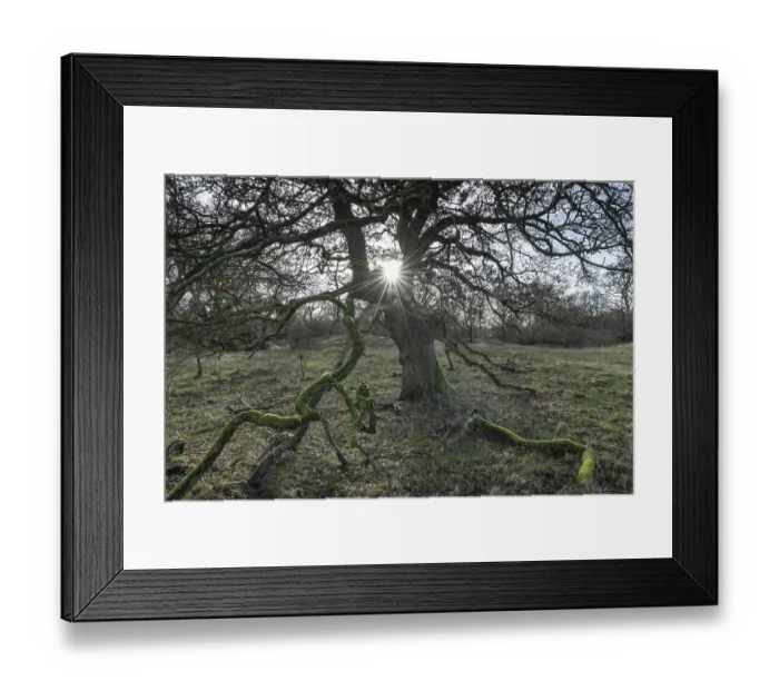 Framed Print : English oaks (Quercus robur) in the Hutewald forest