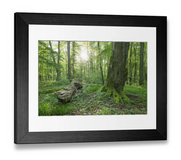 Framed Print : Near-natural deciduous forest, copper beech (Fagus sylvatica) deadwood