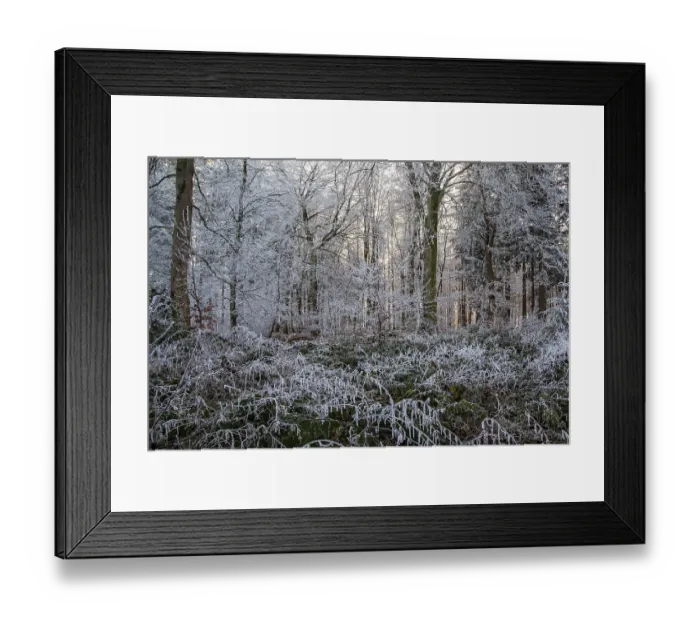 Framed Print : Winter, trees and ground cover with hoarfrost in the forest