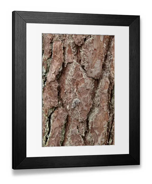 Framed Print : Bark (Pinus sylvestris) of an old pine