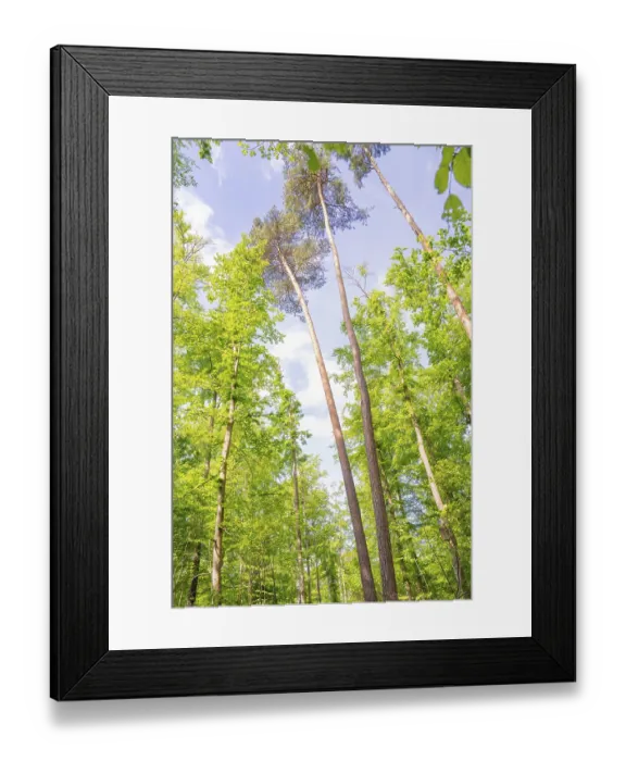 Framed Print : Tall, slender trees towering into the blue sky Framed Print : Tall, slender trees towering into the blue sky