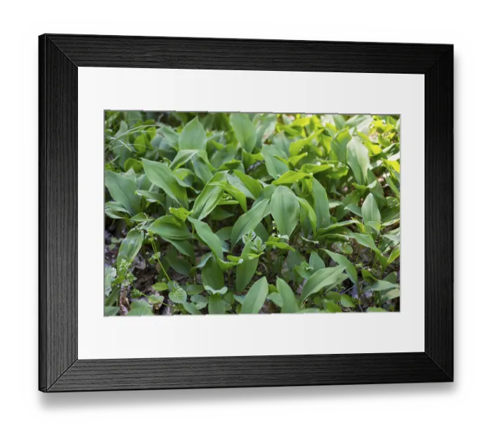 Framed Print : Lily of the valley (Convallaria majalis) in the forest near Moritzburg Framed Print : Lily of the valley (Convallaria majalis) in the forest near Moritzburg