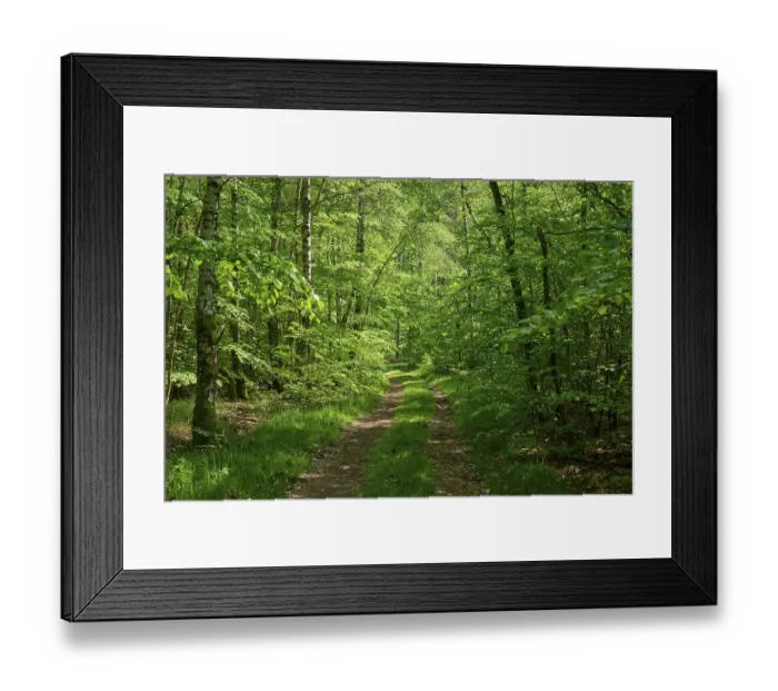 Framed Print : Hiking trail, deciduous forest