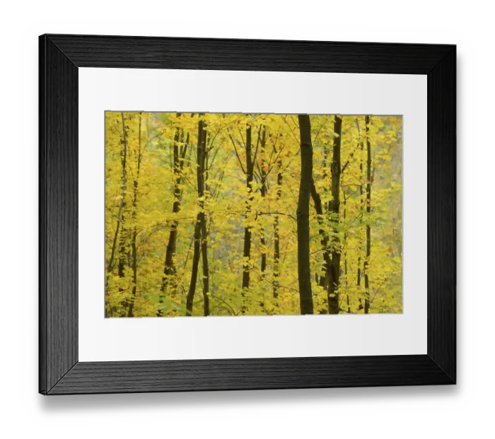 Framed Print : A densely packed forest of trees with vibrant yellow leaves in autumn Framed Print : A densely packed forest of trees with vibrant yellow leaves in autumn