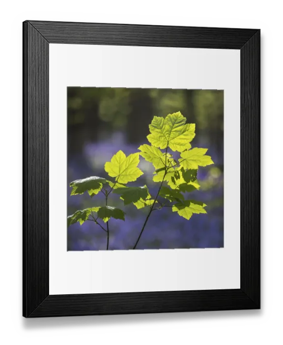 Framed Print : Sycamore maple (Acer pseudoplatanus) leaves in forest in spring