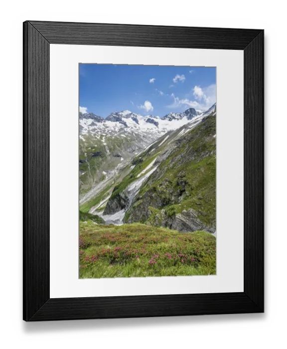 Framed Print : Picturesque mountain landscape with blooming alpine roses
