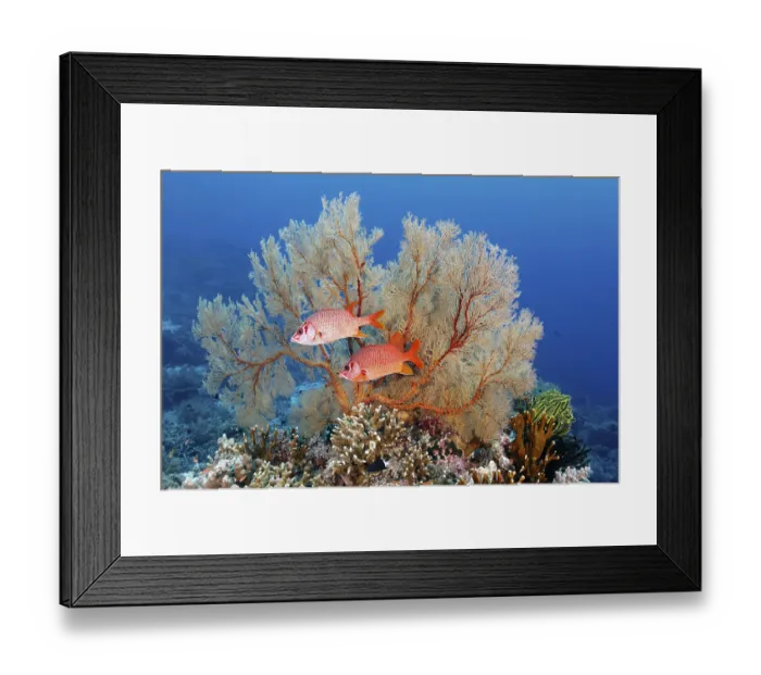 Framed Print : Large spiny hussar fish (Sargocentron spiniferum) or giant hussar