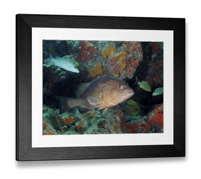 Framed Print : Black grouper (Mycteroperca bonaci)