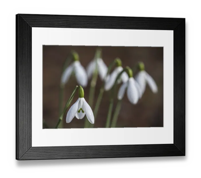 Framed Print : Common snowdrops (Galanthus nivalis) in flower in forest in spring