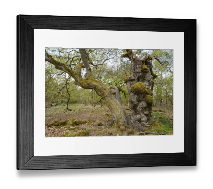 Framed Print : Knotty beech (Fagus), Hutewald Halloh Framed Print : Knotty beech (Fagus), Hutewald Halloh