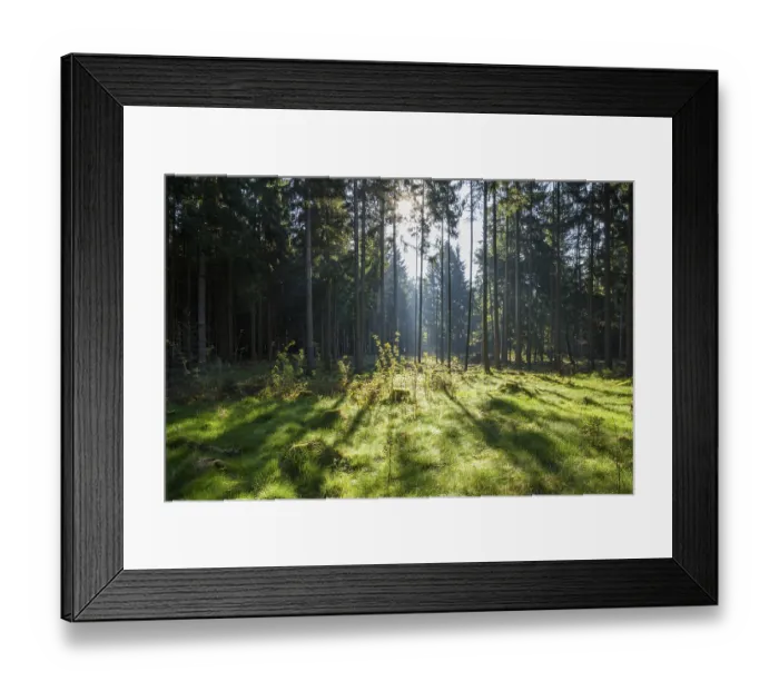 Framed Print : Coniferous forest with morning sun in spring