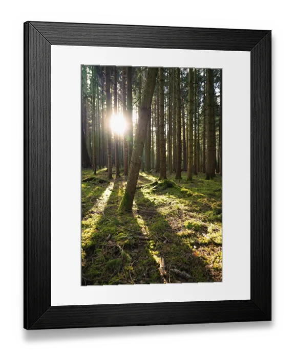 Framed Print : Rays of sunlight break through the tree trunks and create plays of light on the forest floor Framed Print : Rays of sunlight break through the tree trunks and create plays of light on the forest floor