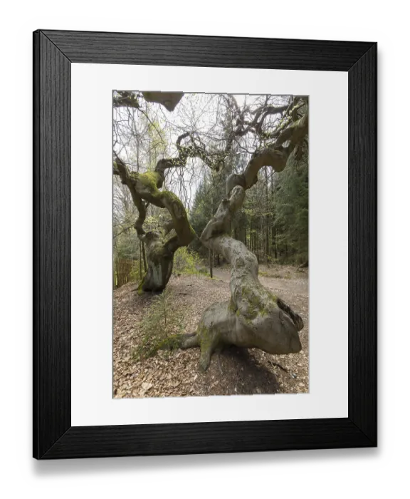 Framed Print : Suentelbuchen, copper beech (Fagus sylvatica)