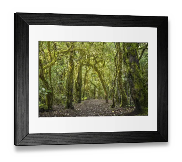 Framed Print : Hiking trail in the laurel forest