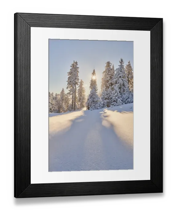 Framed Print : Spruce forest (Picea abies) in winter Framed Print : Spruce forest (Picea abies) in winter
