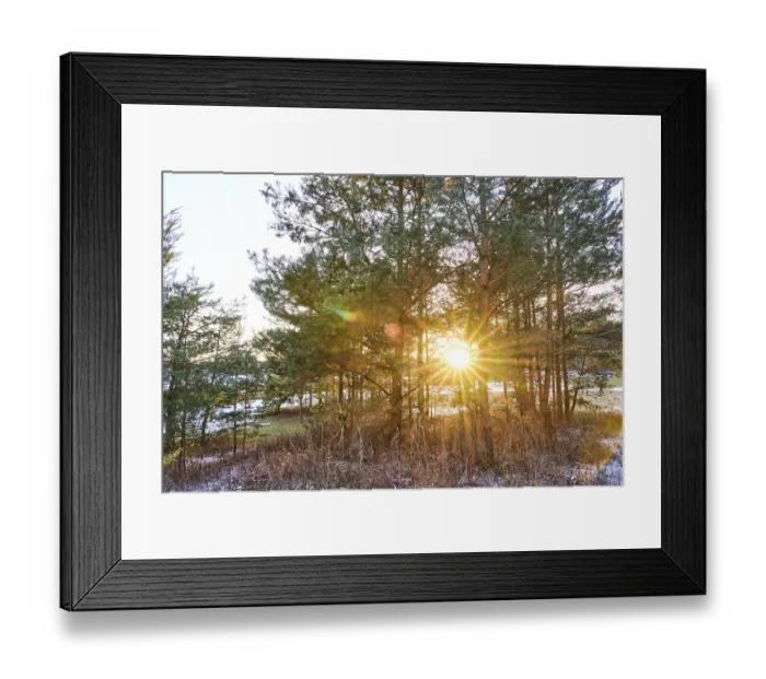 Framed Print : Sunset through a cots pines (Pinus sylvestris)