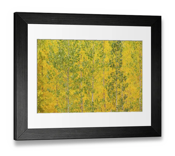 Framed Print : Yellow aspens (Populus tremula) in autumnal colours Framed Print : Yellow aspens (Populus tremula) in autumnal colours